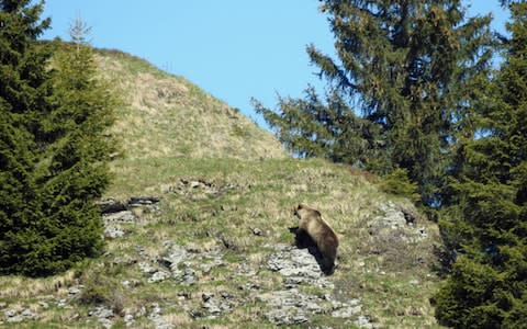 M29 bear in summer - Credit: Jagdinspektorat des Kantons Bern