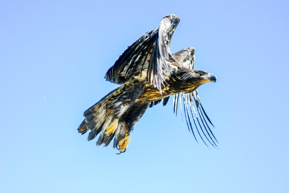 Pat the juvenile bald eagle flies in the wild for the first time on Thursday, Aug. 31 in Leesburg, Virginia. Pat has been gaining strength and learning how to hunt at a wildlife center for the past four months after he fell 90 feet from his nest in May.