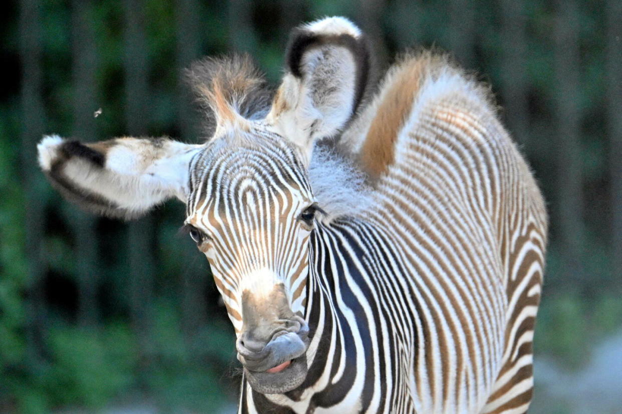 Un jeune zébre au zoo de Rome. Est-il noir rayé de blanc ou blanc rayé de noir ?  - Credit:Alberto Pizzoli/AFP