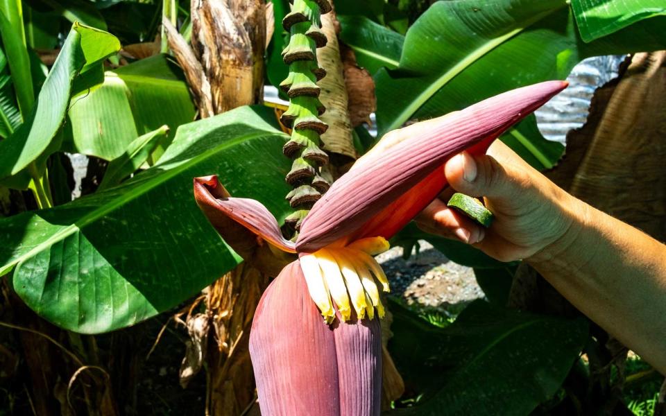 <p>Inside the flower of a banana tree where the fruit will grow.</p>