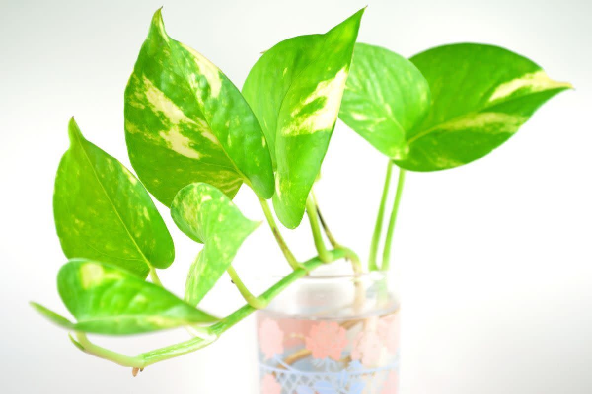 how to propagate pothos