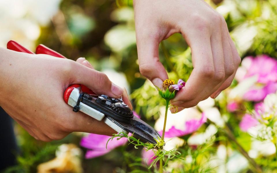 Deadheading - Mint Images