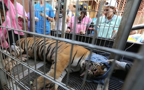 A sedated tiger lies inside a cage prior to its removal from the Tiger Temple in Kanchanaburi - Credit: NARONG SANGNAK/EPA
