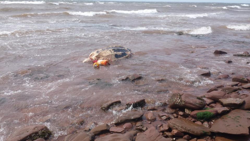 A massive sea turtle was found dead on the shores of Fernwood, P.E.I. last Friday.