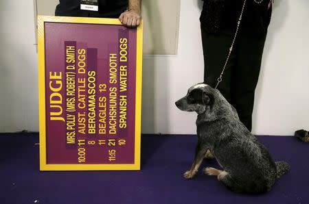 An Australian Cattle Dog stands by as he waits to be judged at the 2016 Westminster Kennel Club Dog Show in the Manhattan borough of New York City, February 15, 2016. REUTERS/Mike Segar