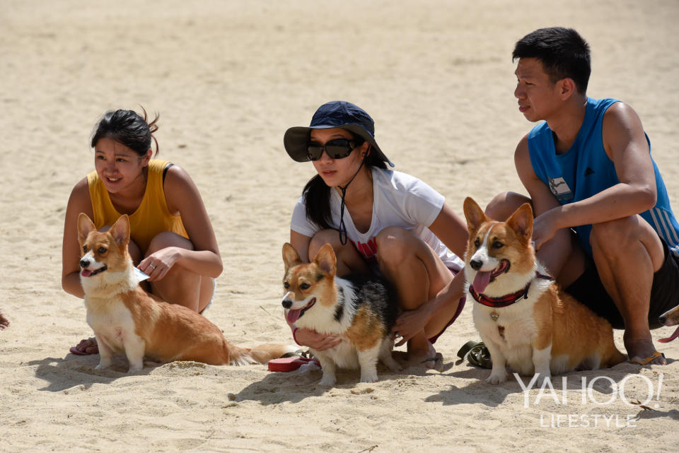 Corgi Gathering at Tanjong Beach