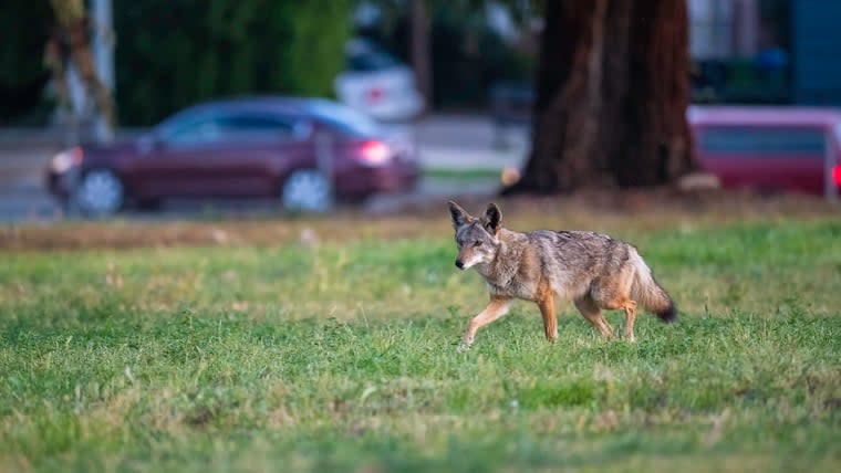 Reminder: Keep Your Dog Safe From Coyotes in the Winter