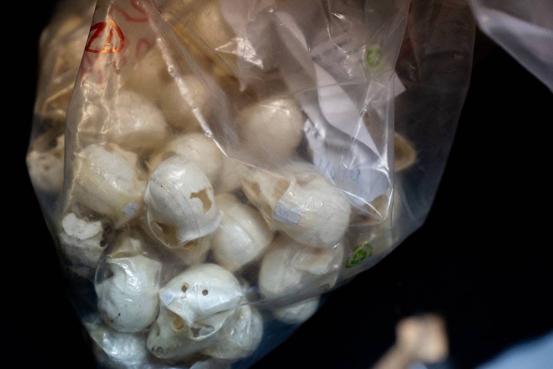 A bag of animal skulls seized by French officials. Photo from the French Directorate-General of Customs and Indirect Taxes