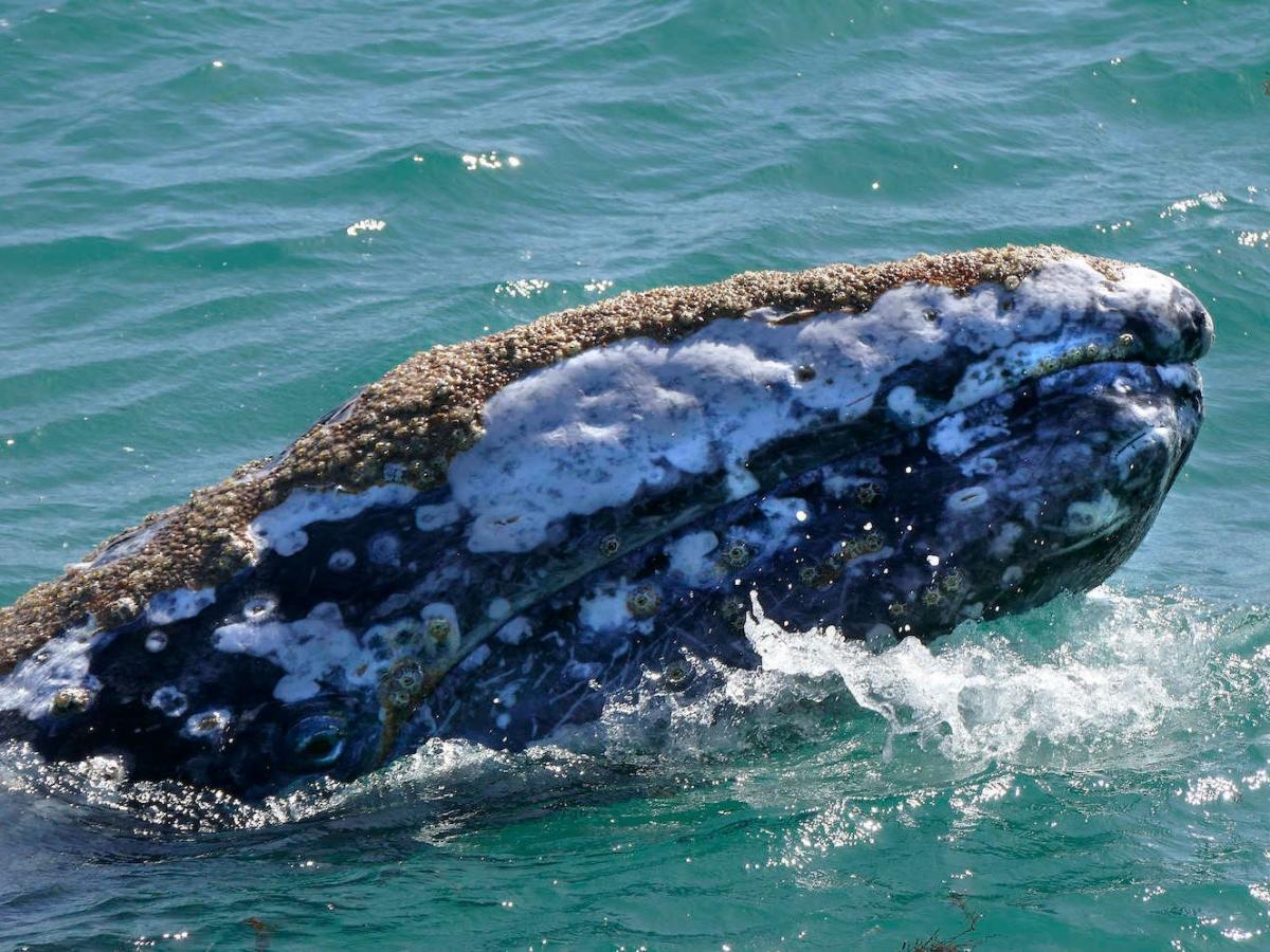 Video muestra a ballena gris pidiendo ayuda a humanos para atrapar parásitos de su cabeza