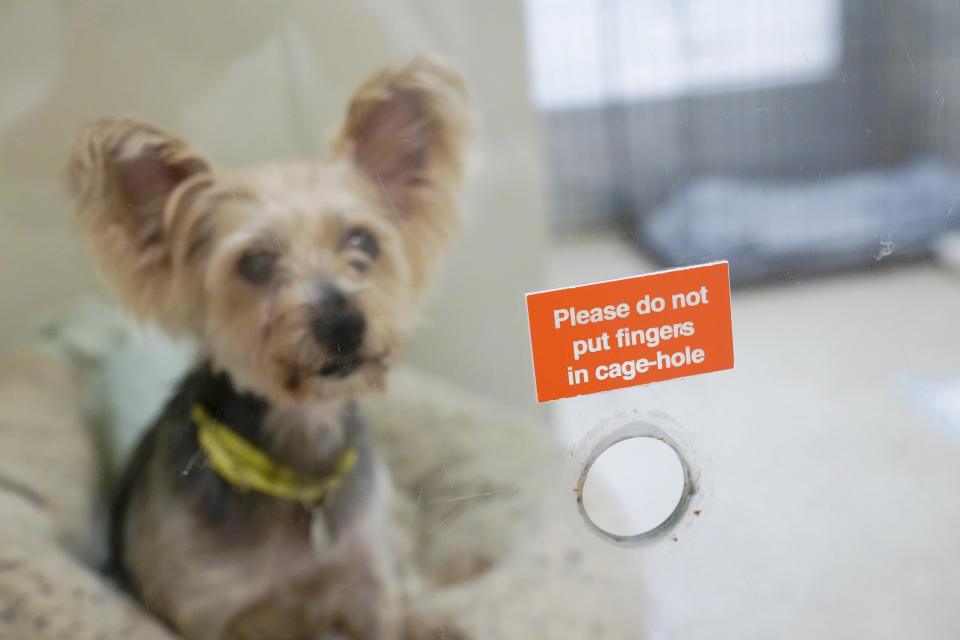 File - Melanie, one of the dogs being cared for at the ASPCA adoption center, sits in her kennel at the ASPCA, Friday, April 21, 2023, in New York. Many nonprofits use images of suffering and need to motivate people to give, but a recent study from economists found there may be other effective strategies for prompting acts of generosity. (AP Photo/Mary Altaffer, File)