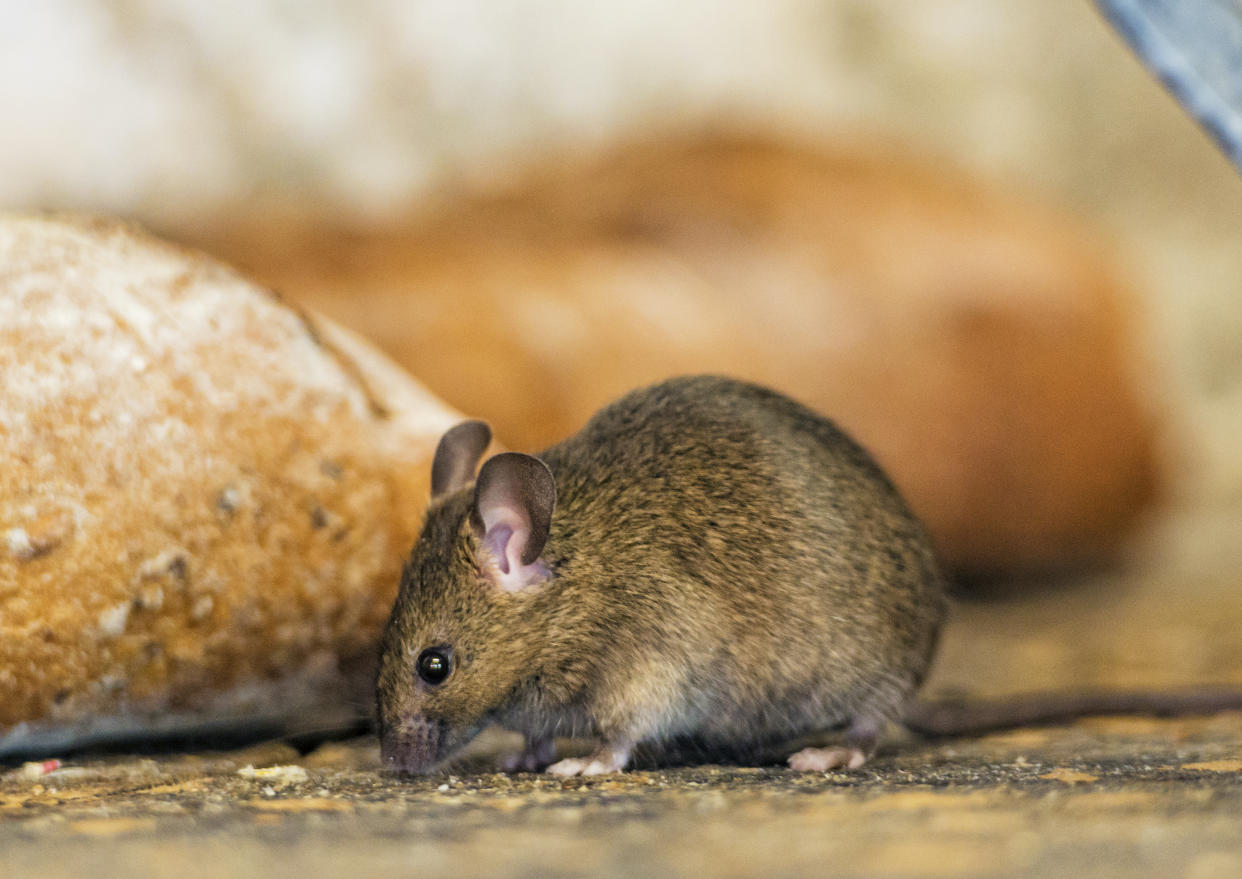 Les rats et les souris s'invitent particulièrement dans les maisons en hiver. (Photo : Getty Images)