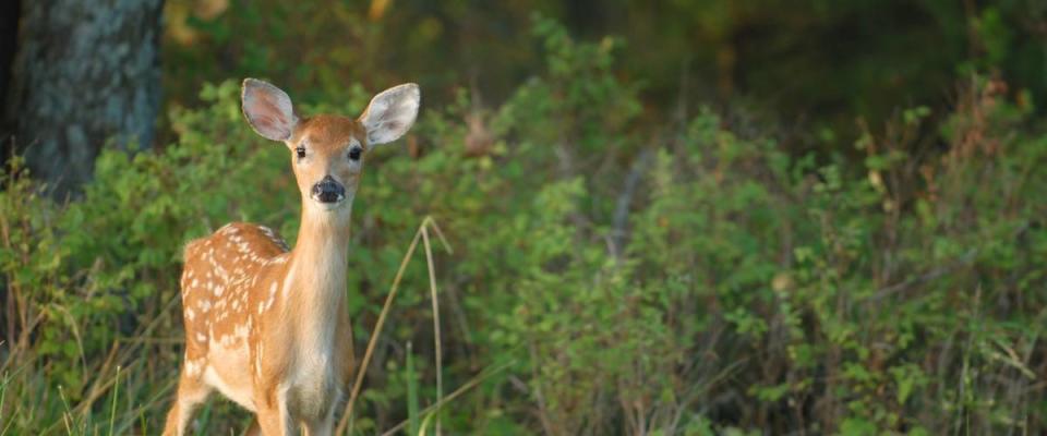 An adorable image of a young fawn just walking out of the forest.