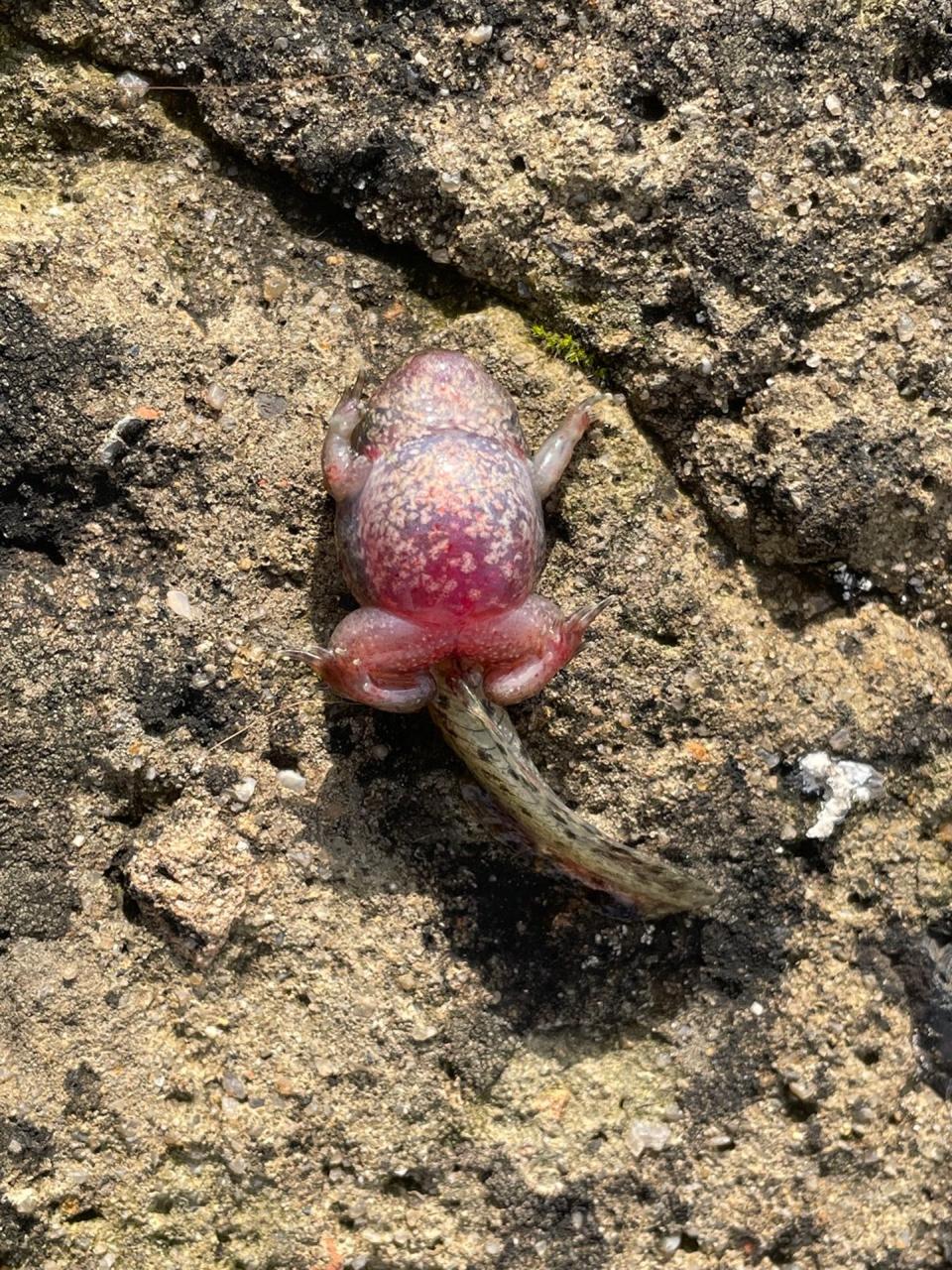 Sapo partero común muerto debido a una infección por ranavirus. Jaime Bosch, Author provided