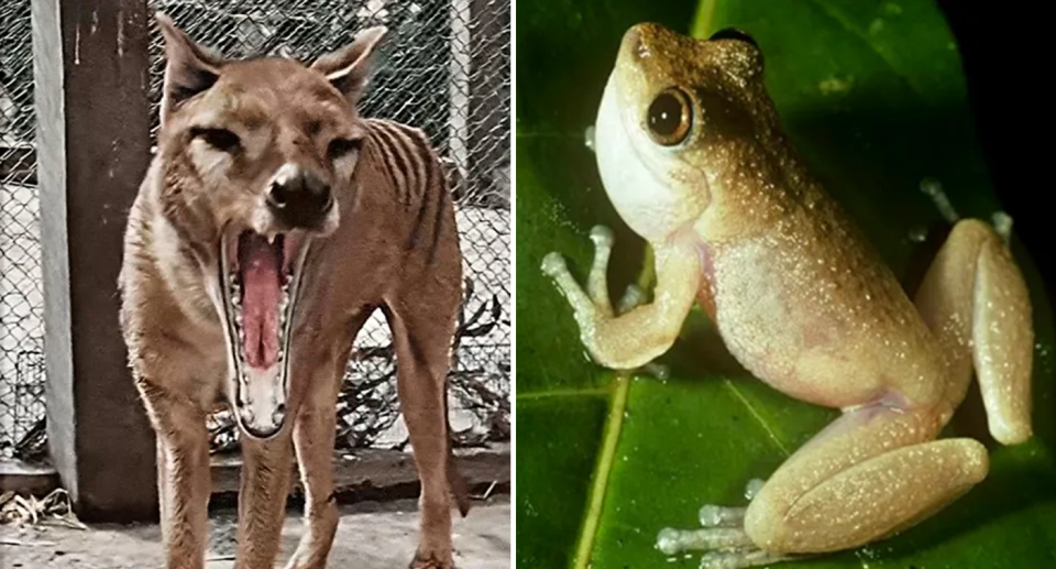 A Tasmanian tiger in colour (left) and a mountain mist frog (right) on a leaf.