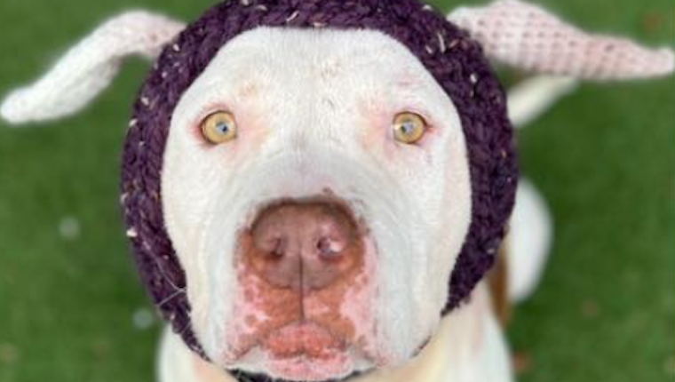 Dog Who Rocks Adorable Knitted Ears Finds Forever Home