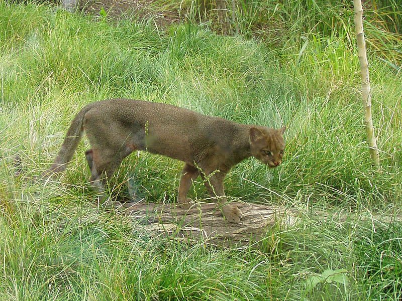 jaguarundi