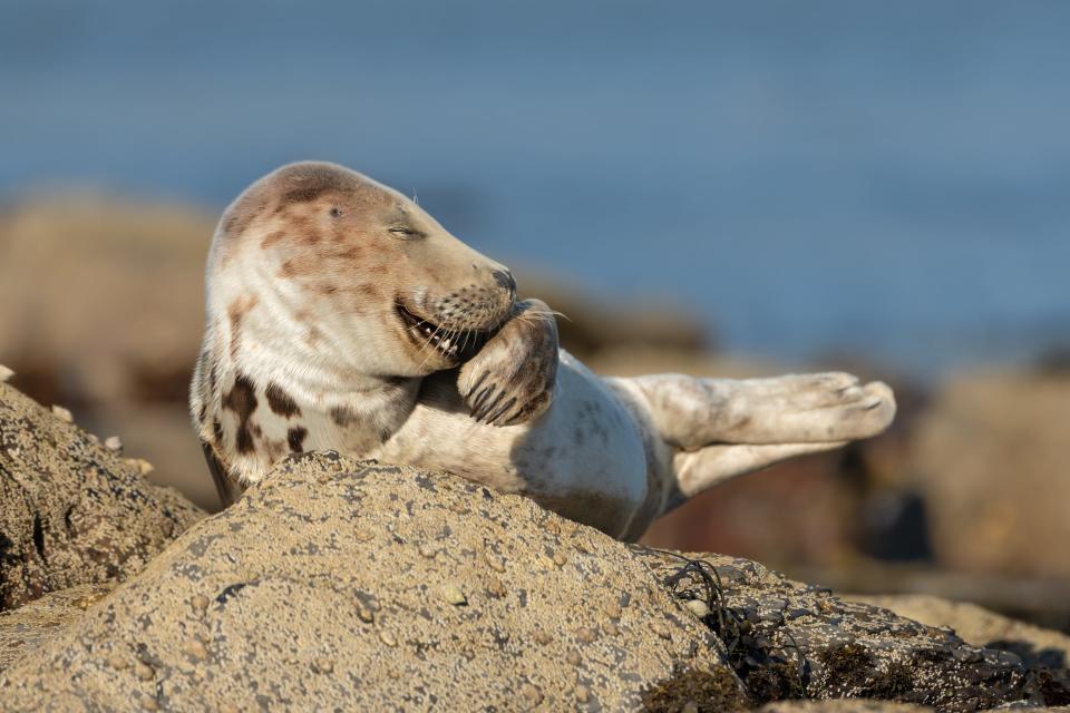 A seal sitting on a rock. It appears to be giggling.