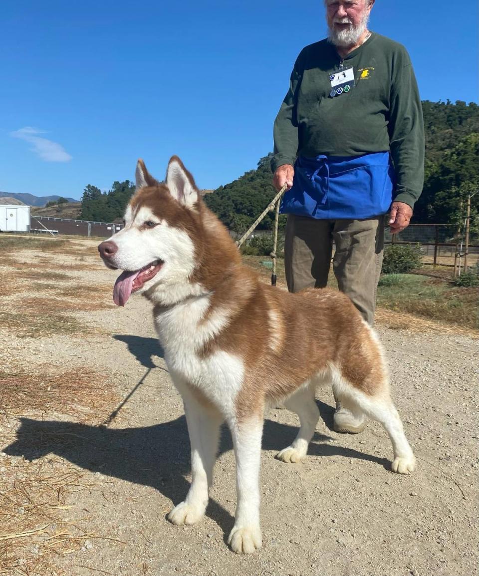 Canelo, a husky dog, is available for adoption at the San Luis Obispo County Animal Services shelter in San Luis Obispo.