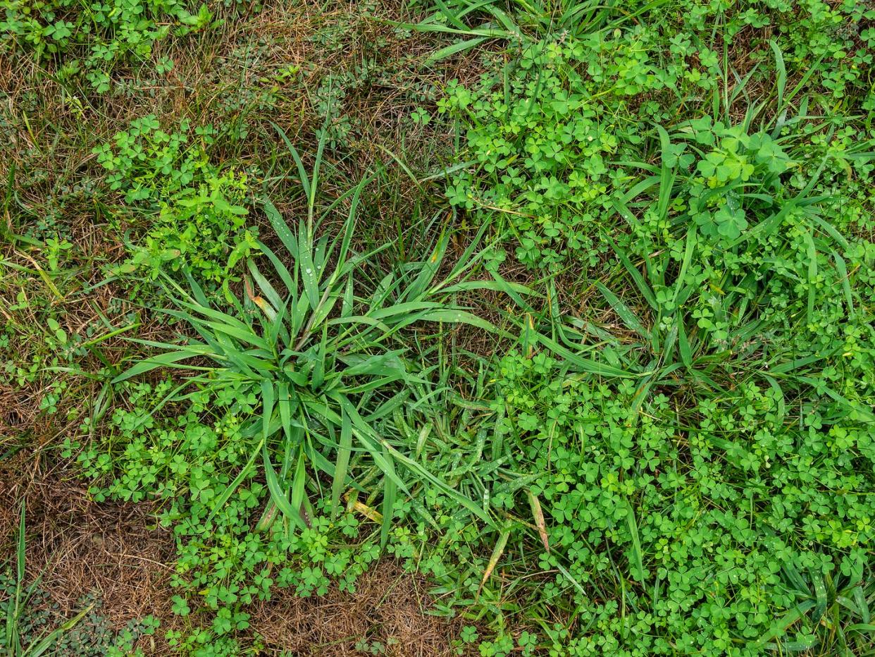 types of weeds quackgrass
