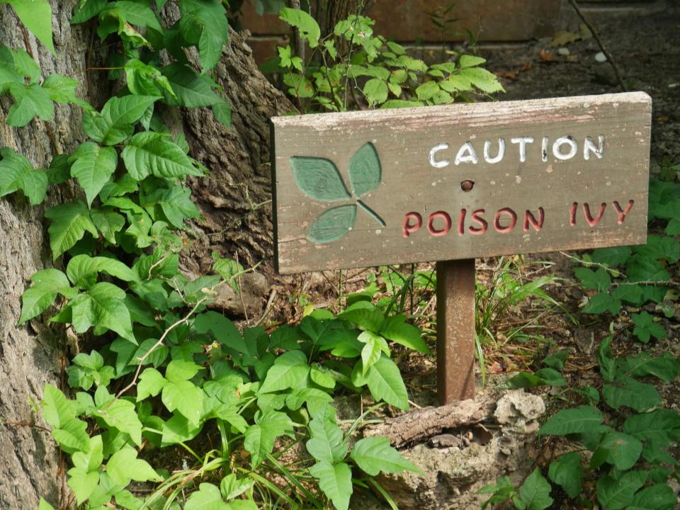 Poison ivy is widespread in Delaware, and beneficial to wildlife.