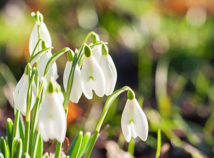 <p>If eaten, snowdrops can cause symptoms from stomach pain and vomiting to loss of coordination or muscle spasms. These small white flowers contain toxins in their stems and leaves, with the highest concentration in the bulb. Keep an eye on your dog if you spot these on a <a href="https://www.housebeautiful.com/uk/garden/plants/g38263300/winter-floral-trends/" rel="nofollow noopener" target="_blank" data-ylk="slk:winter;elm:context_link;itc:0;sec:content-canvas" class="link ">winter</a> walk.</p>