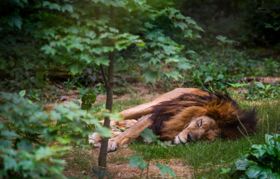 A lion takes a nap at the Exotic Feline Rescue Center on Friday, July 15, 2022.