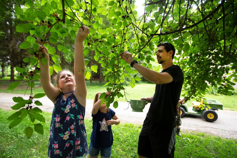Jake Cassinari and children, LillyMae, 10, left, and Zoe, 6, pick mulberries from their front yard at their home. Some went into the bowl, but many ended up in their mouths.