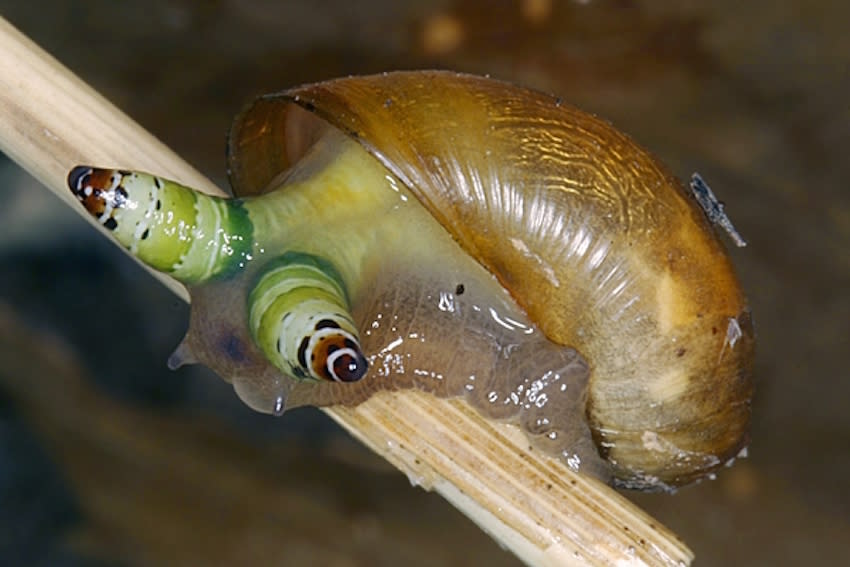 Caracol infestado por el gusano Leucochloridium paradoxum