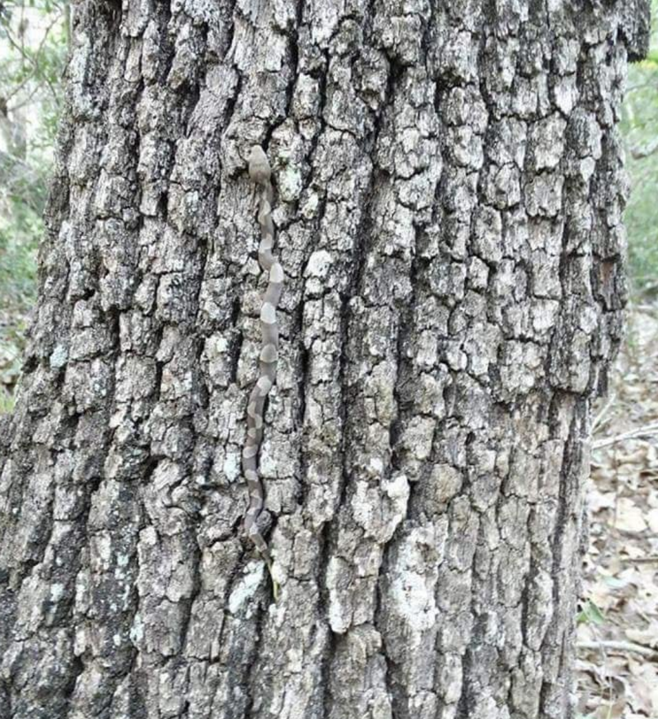 snake hiding perfectly in the groove of a tree trunk