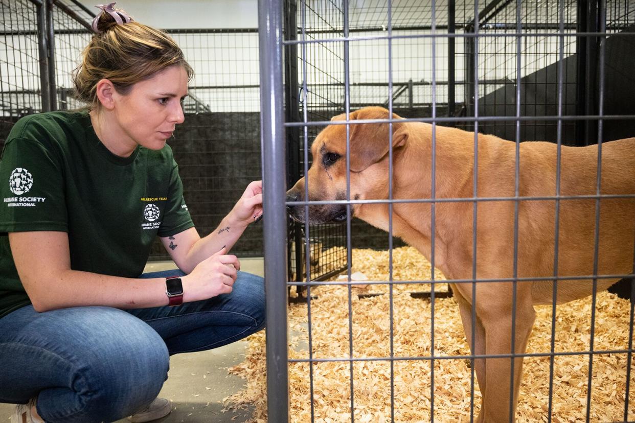 HSI staff and volunteers carry dogs from the Ansan, South Korea dog meat farm rescue into the Humane Society of the United States’ Care and Rehabilitation Center on Tuesday, Nov. 1, 2022 in Hagerstown, Md.