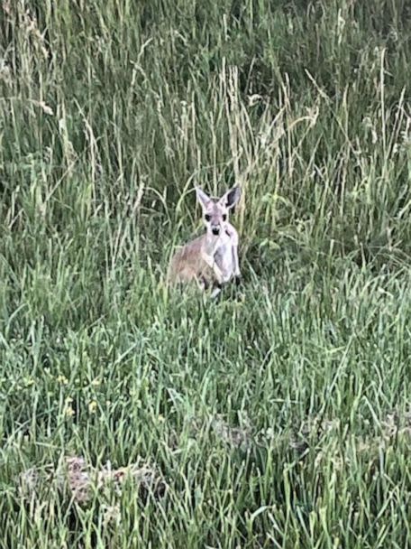 PHOTO: Police and animal control officers in Edwardsville, Kansas, worked together with the Bonner Springs Police Department on Wednesday, June 28, 2023, to rescue an injured kangaroo off the side of a major highway. (Facebook / Edwardsville Police Department)