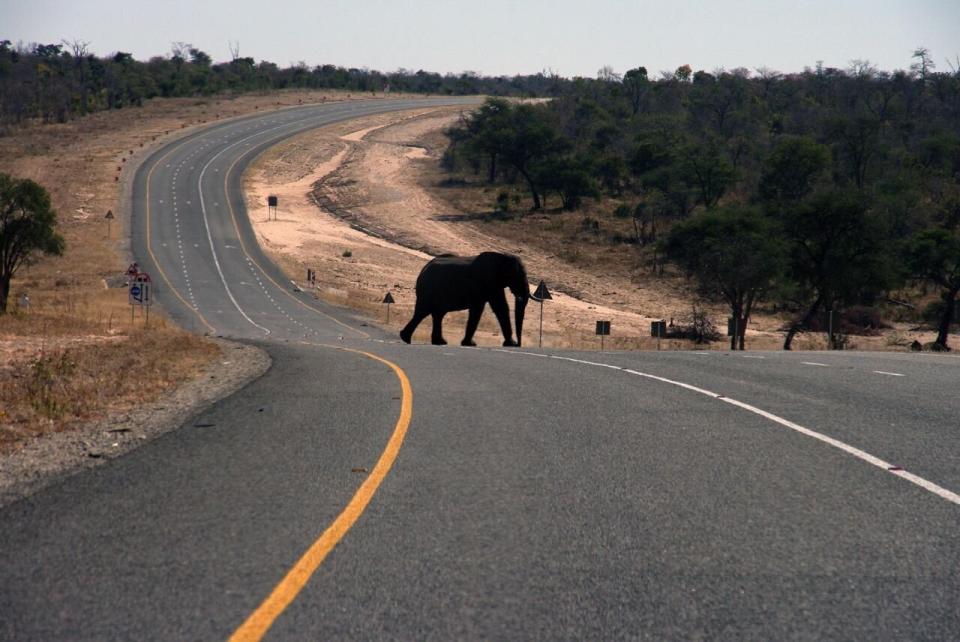 Elephant pictured crossing a bitumen road. 