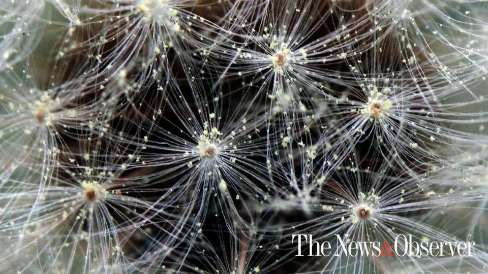 Grains of pollen trapped in the strands of a dandelion seed.