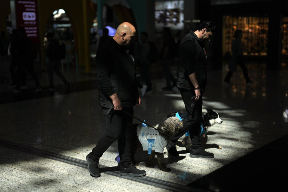 Two handlers walk with airport therapy dogs Alita and Kuki through Istanbul Airport in Turkey, Wednesday, April 3, 2024. Istanbul Airport has made five new hires to provide stress-free travel experience for anxious passengers: therapy dogs that are ready to offer support with snuggles, belly rubs and sloppy kisses. (AP Photo/Khalil Hamra)