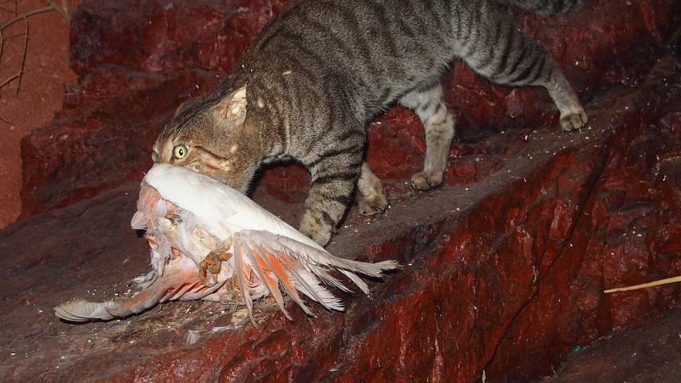 Eine verwilderte Katze in Australien hat einen Vogel erbeutet. Foto: Mark Marathon/Threatened Species Recovery Hub/AAP