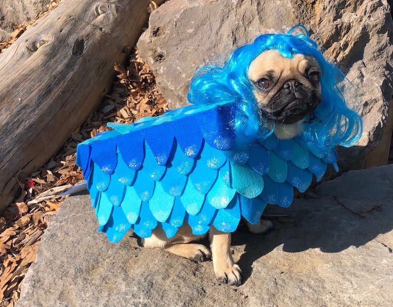 Mermaid Dog Costume