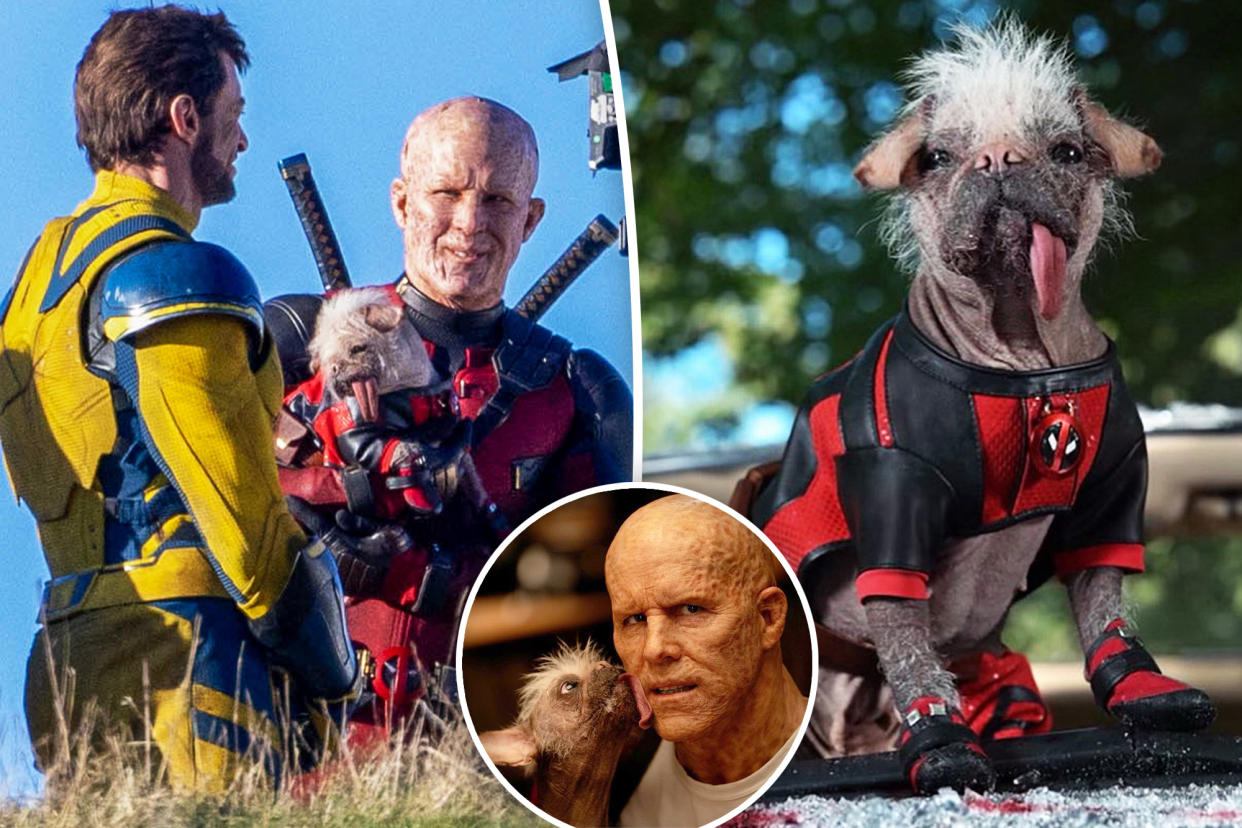 Pictures of Peggy the dog and Ryan Reynolds as Deadpool