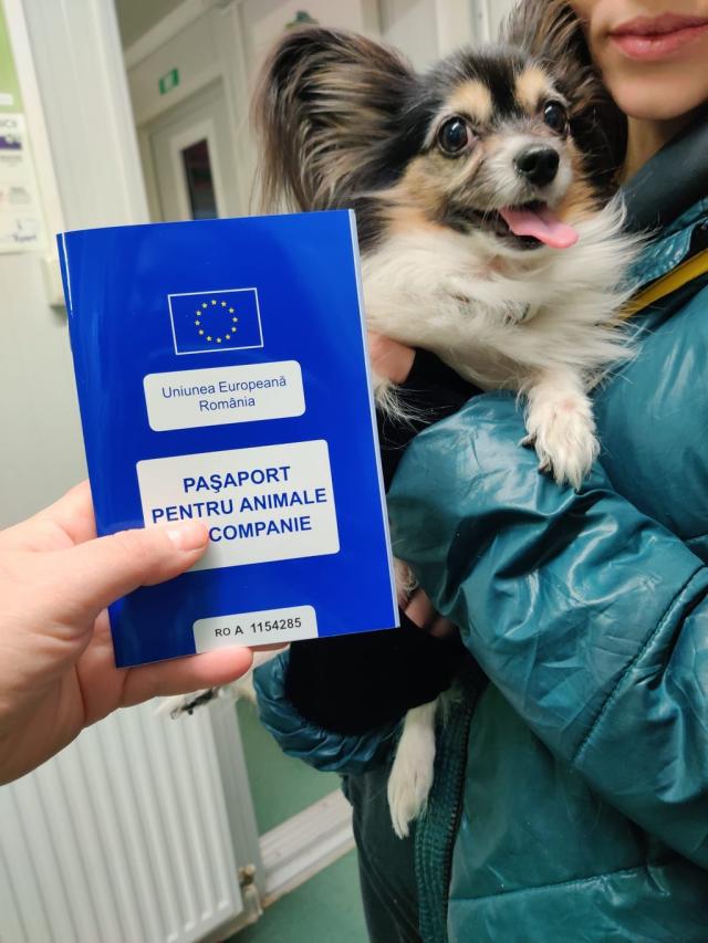 how to get a pet passport for a papillon in ireland