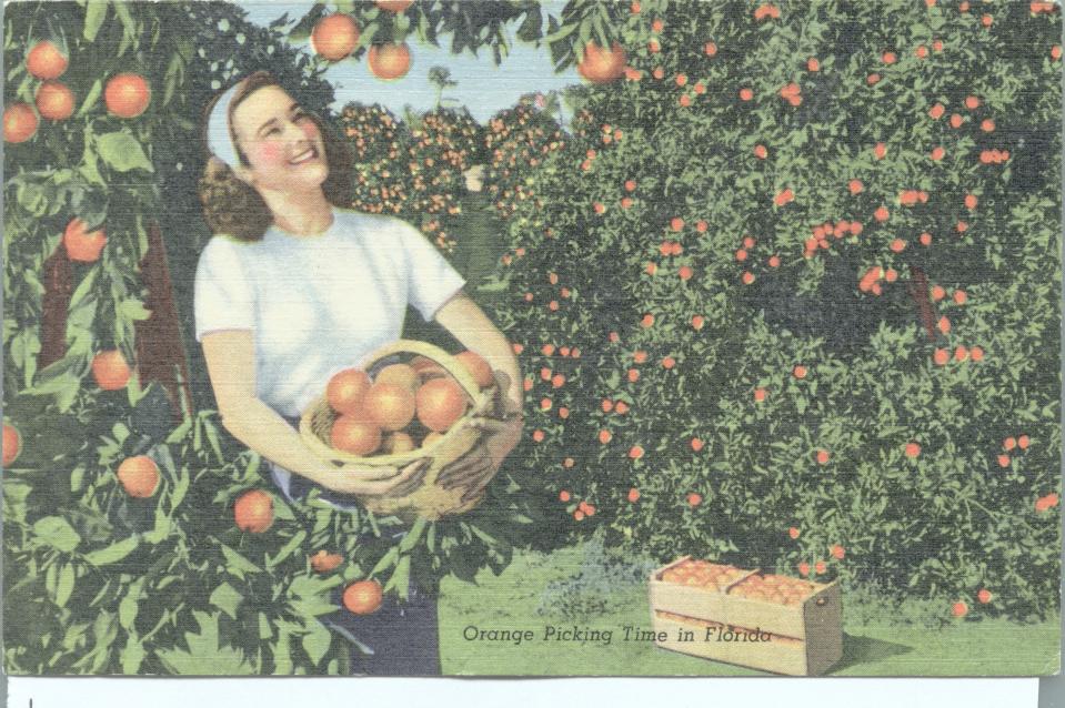 A vintage postcard from citrus' once-upon-a-time days