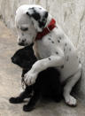 Morphy, a dog, and Cathey, a cat, play at a veterinary hospital in Hyderabad Krishnendu Halder / Reuters