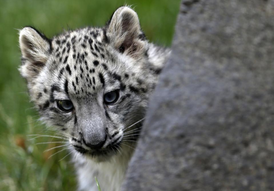 A three month old snow leopard cub looks out from behind a rock at the Brookfield Zoo in Brookfield, Illinois