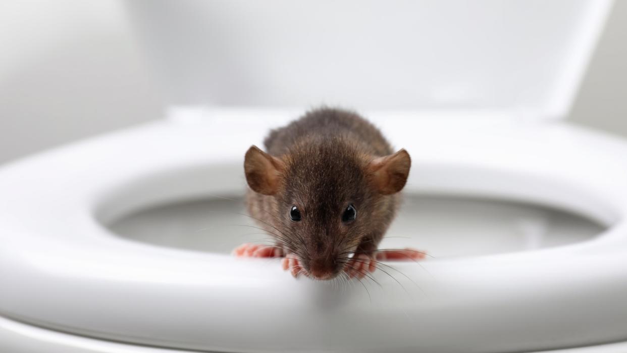  Close-up image of a brown rat perching on the front portion of a white toilet bowl. 