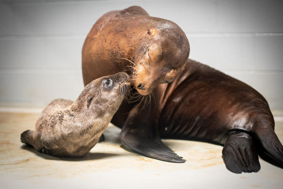 Lovell gives a smooch to her little one. (Photo: Grahm S. Jones, Columbus Zoo and Aquarium)