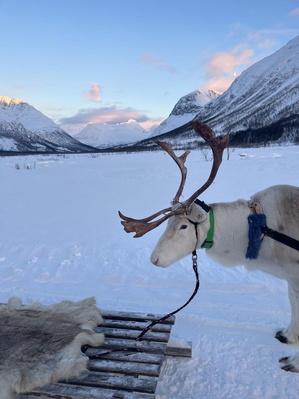 a reindeer with a harness on a snowy mountain