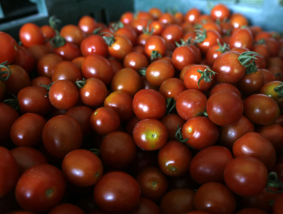 Fresh cherry tomatoes are stored in a barn at Denison Farm on Monday, Aug. 12, 2013, in Schaghticoke, N.Y. (AP Photo/Mike Groll)