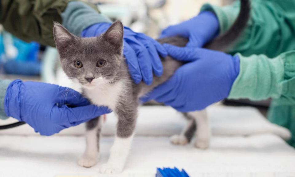 A kitten at a veterinary surgery