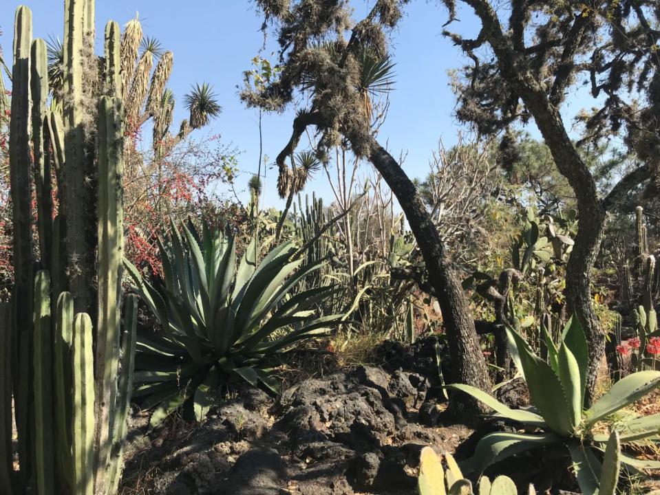 <div class="inline-image__caption"><p>UNAM Botanical Garden</p></div> <div class="inline-image__credit">Megan Frye</div>