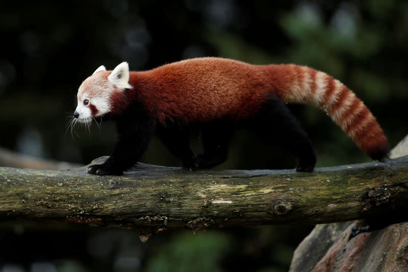 FILE PHOTO: A Red Panda (Ailurus fulgens) climbs a tree at the Beauval zoo in Saint-Aignan-sur-Cher