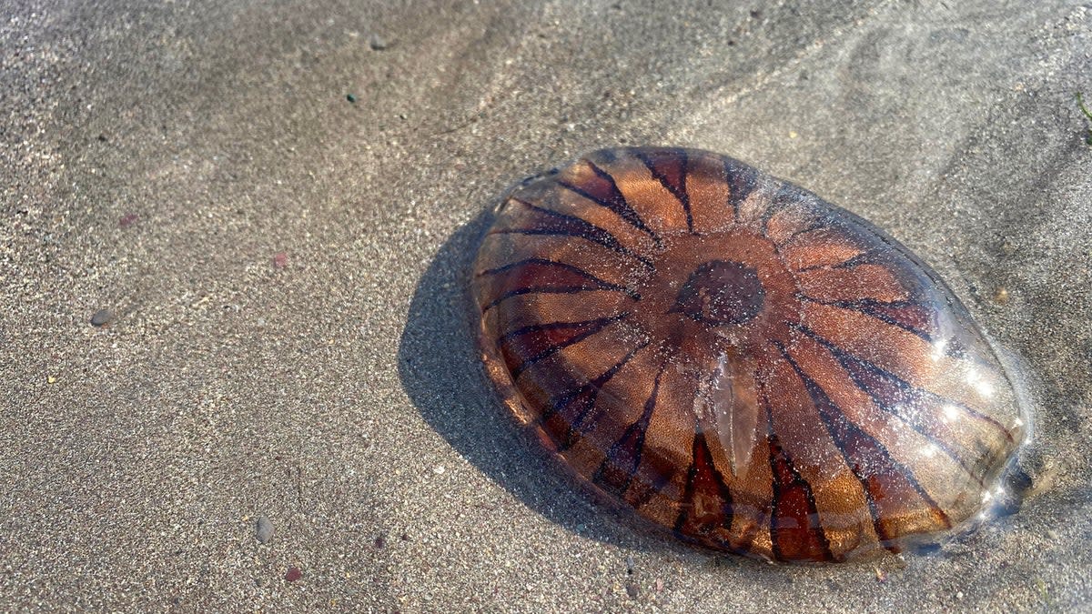 Compass jellyfish and Lion’s Mane jellyfish are amongst species spotted on UK beaches  (Getty Images/iStockphoto)