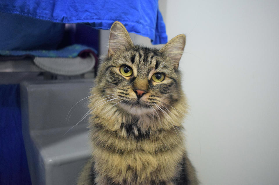 Monique, looking glamorous. (Photo: Battersea Dogs & Cats Home)